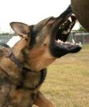 Dogs Can Not Always Protect Your Property